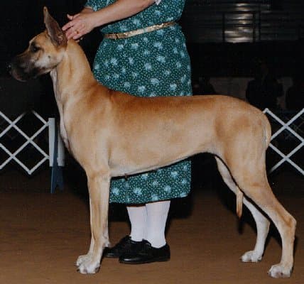 Dice, photo 29