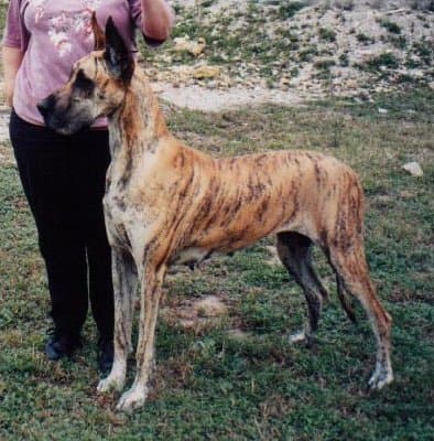 Shenna, photo 1