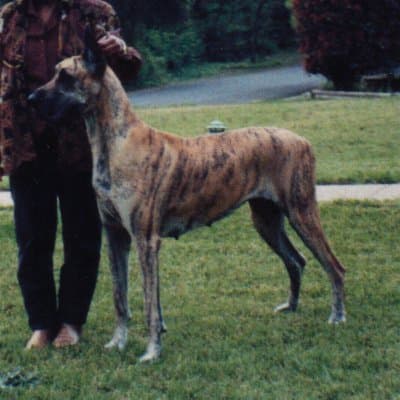 Shenna, photo 2