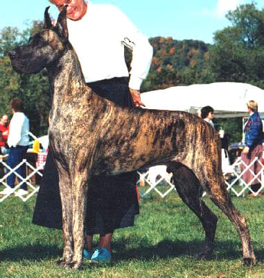 Angus, photo 2