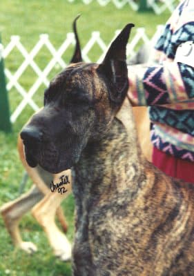Angus, photo 1