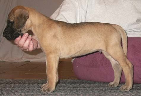 Wyatt, photo 16
