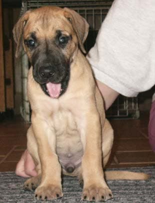 Monty, photo 30