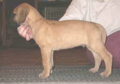 Monty, photo 31