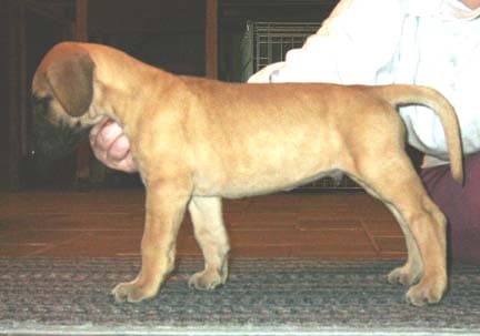 Monty, photo 32