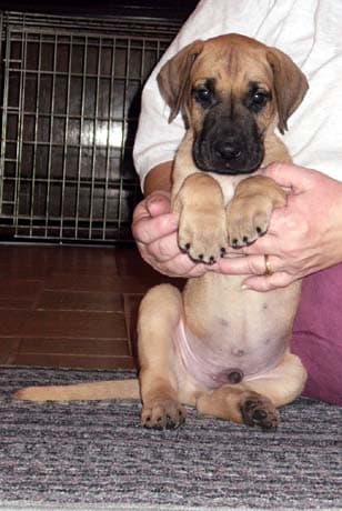 Monty, photo 29