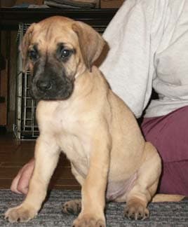 Monty, photo 27