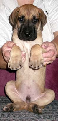 Archie Bunker, photo 15