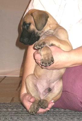 Mackie, photo 12