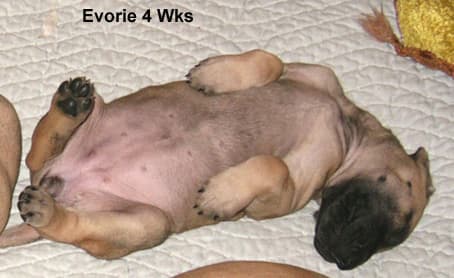 Evorie, photo 38