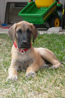 Dozer , photo 22