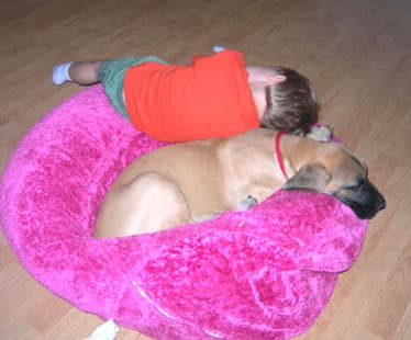 Dozer , photo 20