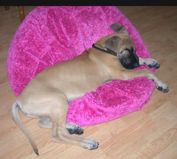 Dozer , photo 18