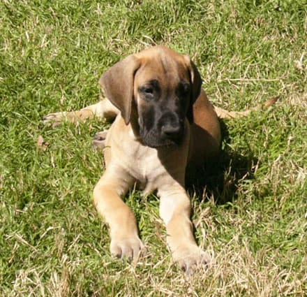Dozer , photo 23