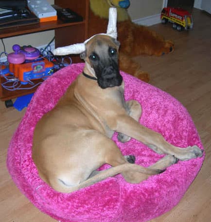 Dozer , photo 16