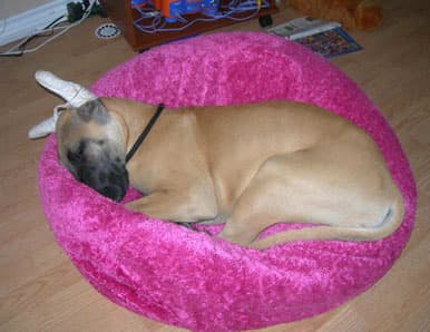 Dozer , photo 17