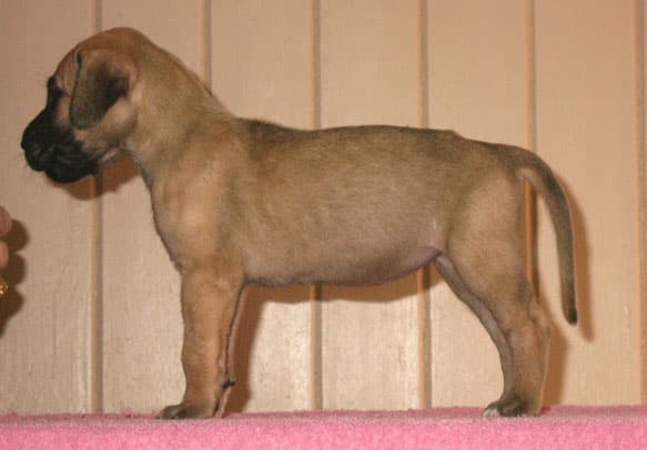 Kyra, photo 25