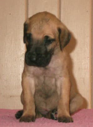 Kyra, photo 26