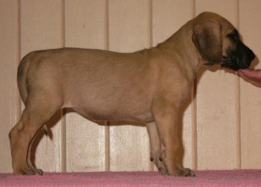 Kyra, photo 19