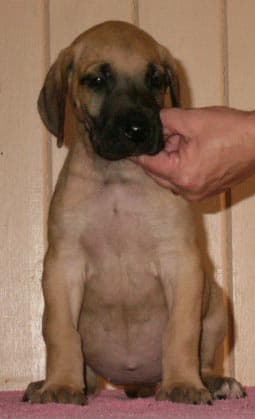 Kyra, photo 23