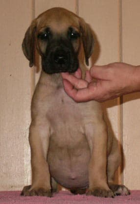 Kyra, photo 22