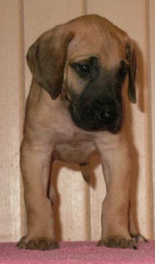 Kyra, photo 21