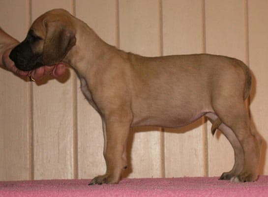 Kyra, photo 20
