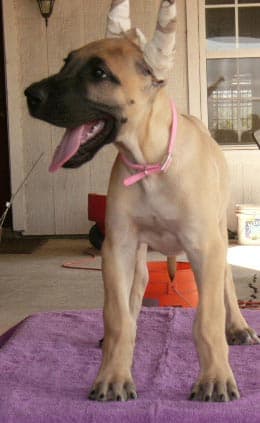 Kyra, photo 16