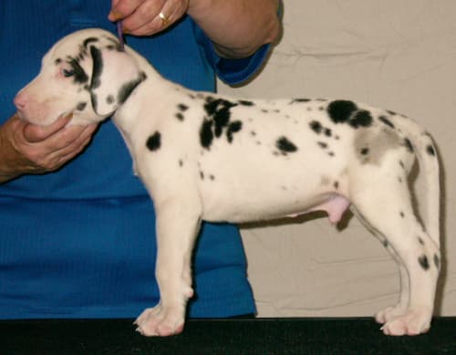 Sheldon, photo 1