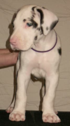 Sheldon, photo 2