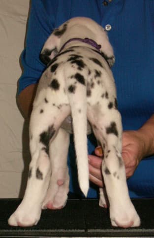 Sheldon, photo 3