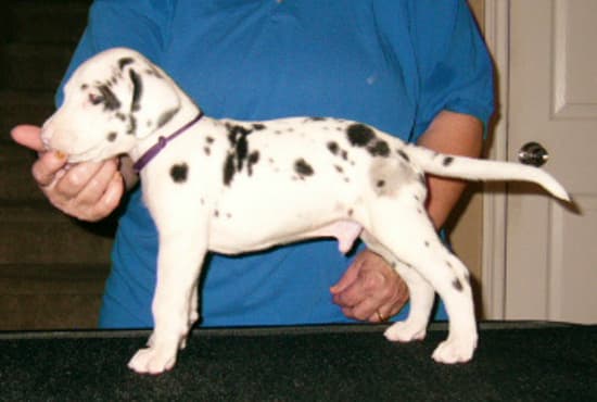 Sheldon, photo 8