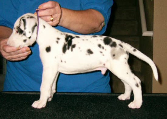 Sheldon, photo 9