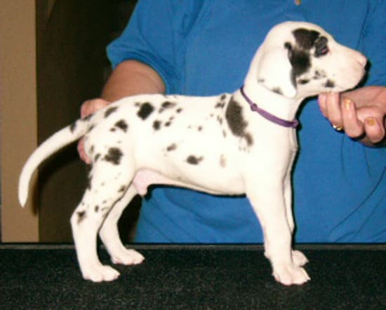 Sheldon, photo 10