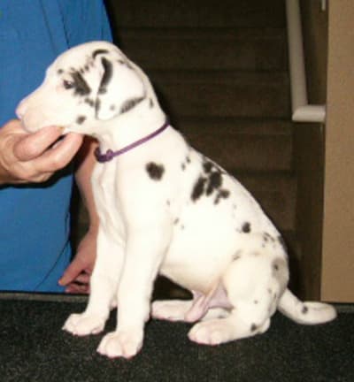 Sheldon, photo 11