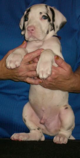 Sheldon, photo 4