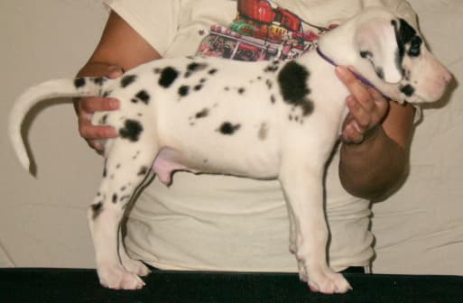 Sheldon, photo 6