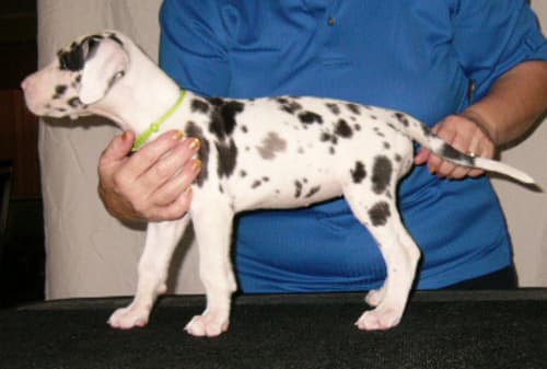 Penny, photo 1