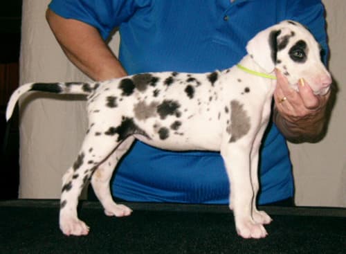 Penny, photo 3