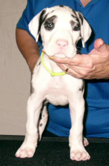 Penny, photo 4