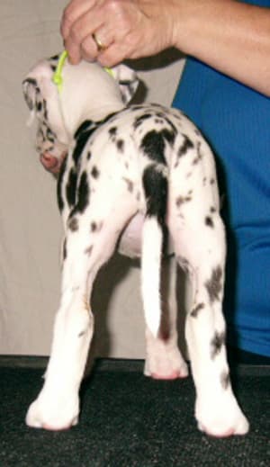 Penny, photo 5