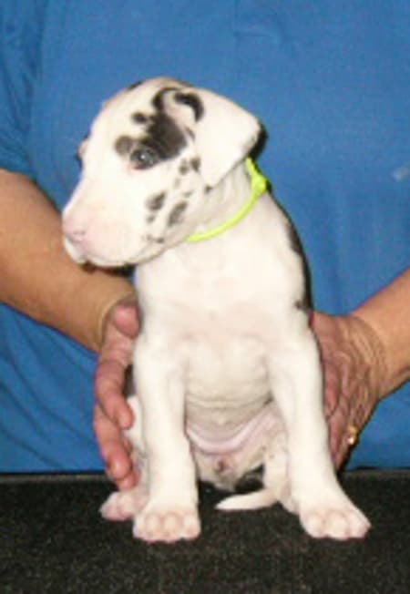 Penny, photo 6
