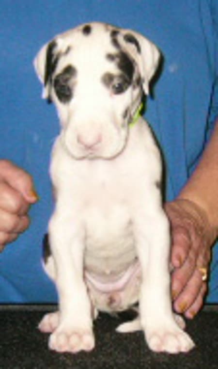Penny, photo 7