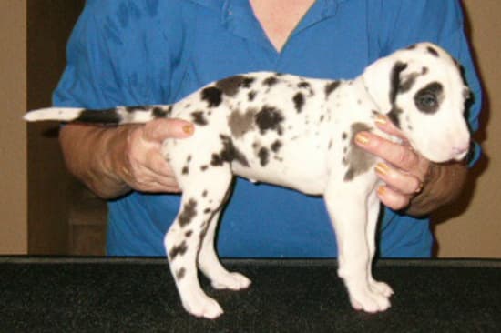 Penny, photo 8