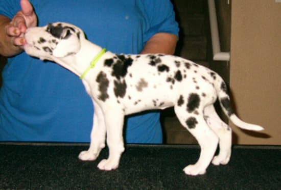 Penny, photo 9