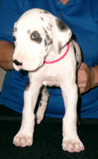 Priya, photo 3