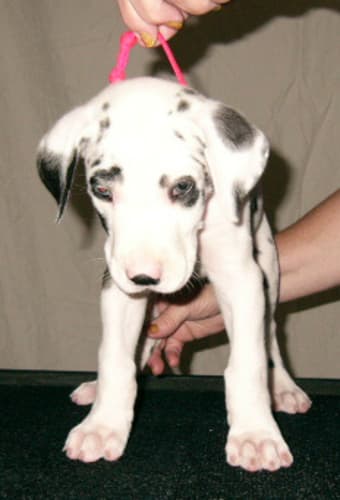 Priya, photo 4