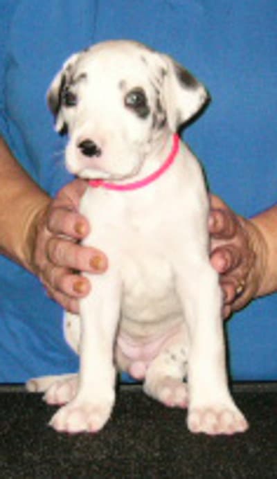 Priya, photo 10