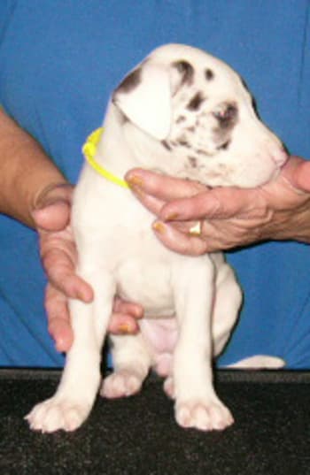 Bernadette, photo 8