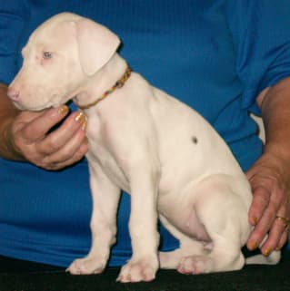 Amy, photo 4
